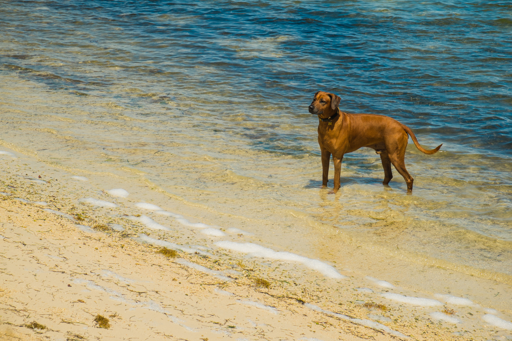 Happy dog running and playing on a sunny beach in Boca Raton, FL