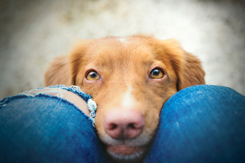 Adorable Nova Scotia Duck Tolling Retriever with expressive eyes — pet care in Boca Raton