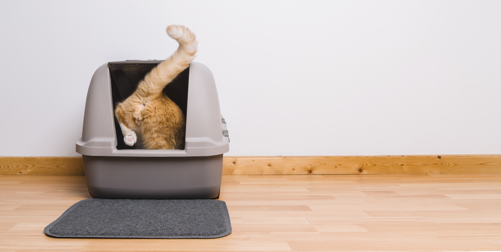 Tabby cat stepping inside a litter box, illustrating feline bathroom habits and urinary health