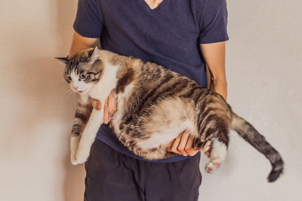 Overweight cat held in veterinarian's hands — pet obesity and nutrition care