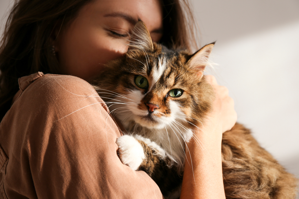 Young woman holding a fluffy Siberian cat with green eyes, bonding with her pet