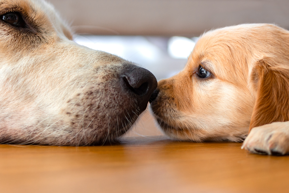 Golden Retriever puppy lying on the floor with its mother, promoting pet wellness care