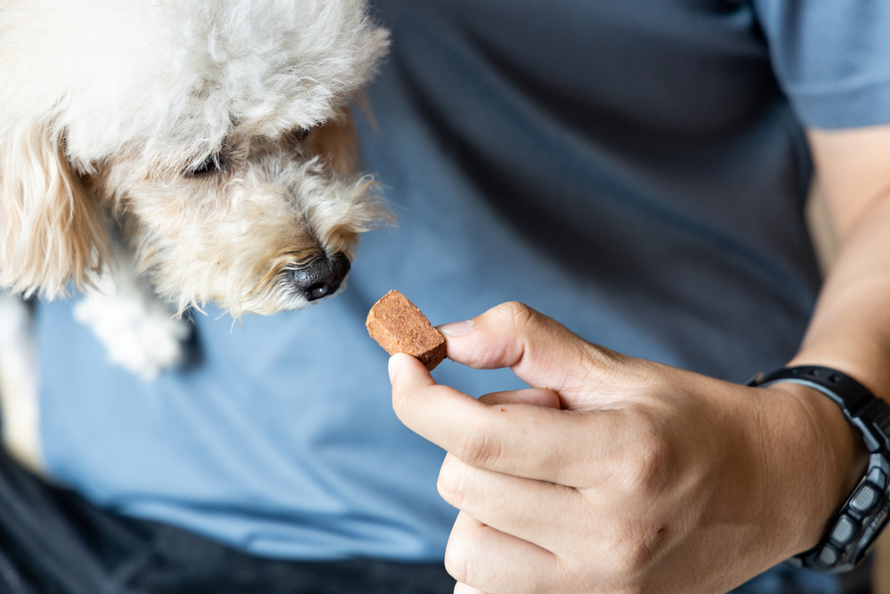 Owner feeding a poodle a heartworm prevention tablet, demonstrating preventive pet care at home