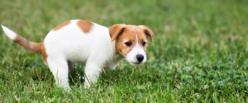 Puppy defecating outdoors, illustrating pet digestive health and parasite prevention topics