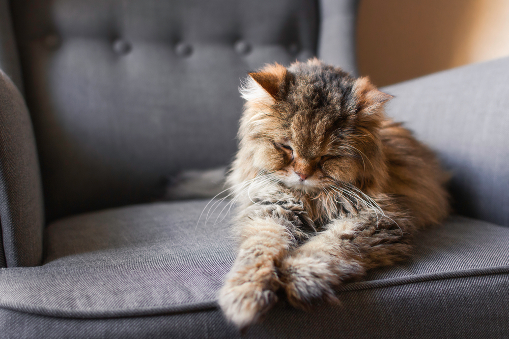 Close-up of a senior long-haired tabby cat sleeping, representing geriatric cat care