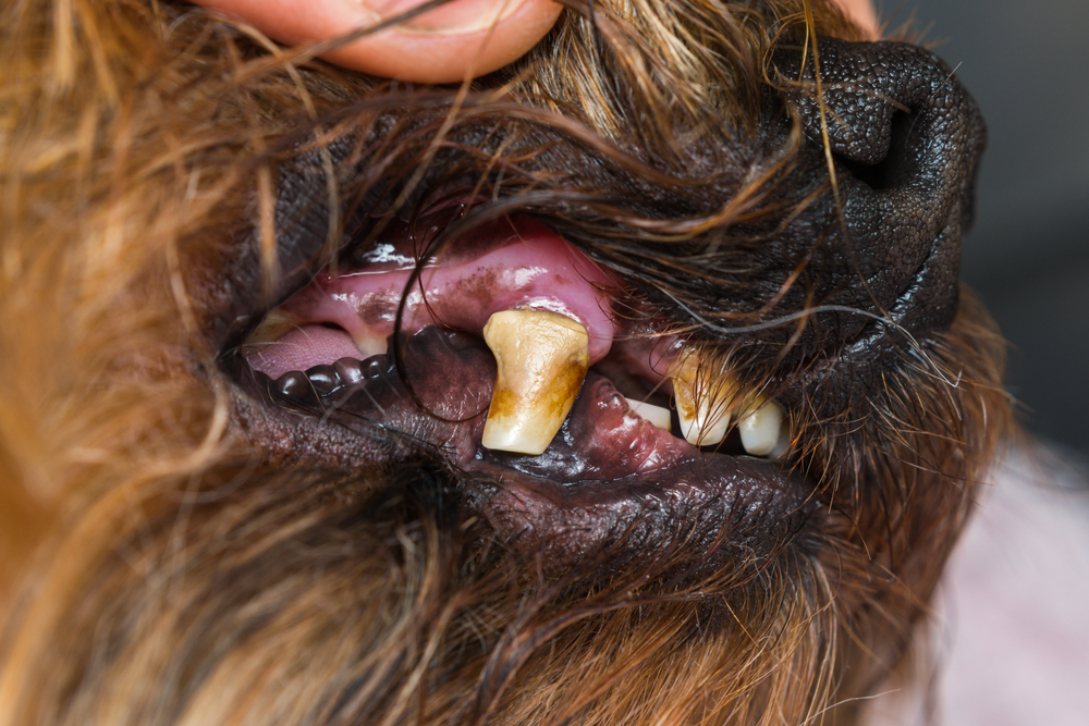 Close-up of a dog's teeth showing tartar buildup, highlighting the need for professional veterinary dental care