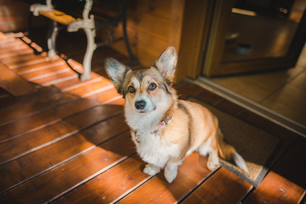 Welsh Corgi Pembroke dog sitting with one leg raised, showing signs of limping