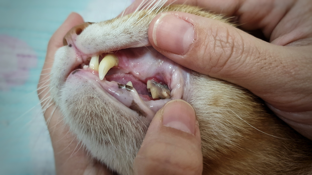 Open adult cat mouth showing sharp teeth during dental exam