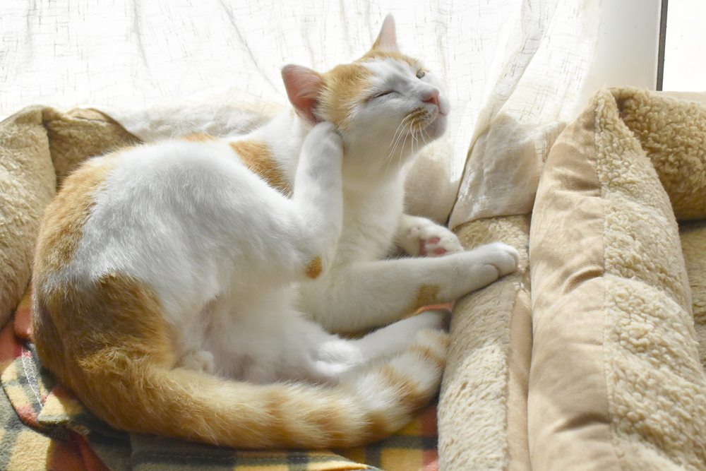 Cat sitting in a pet bed near a patio door, showing signs of itching and skin discomfort