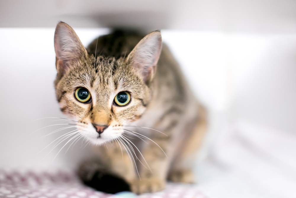 Tabby shorthair cat in a crouching position, representing feline patients at Boca Midtowne Animal Hospital