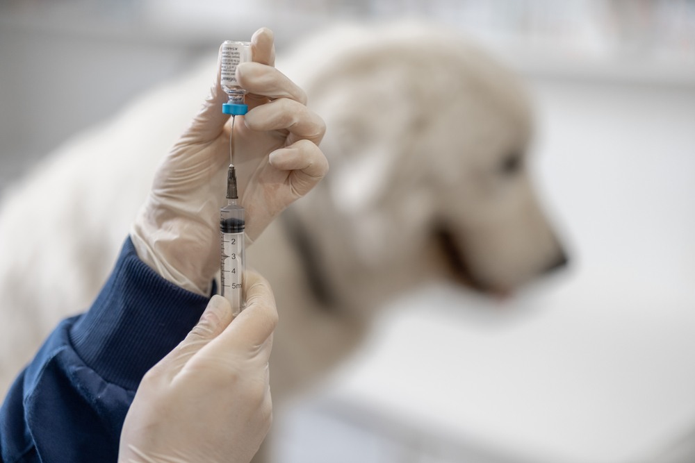 Veterinarian holding a vaccine syringe next to a large white dog for immunization