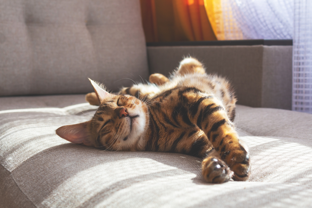 Happy Bengal cat lying on a sofa, ideal pet care tips from Boca Midtowne Animal Hospital