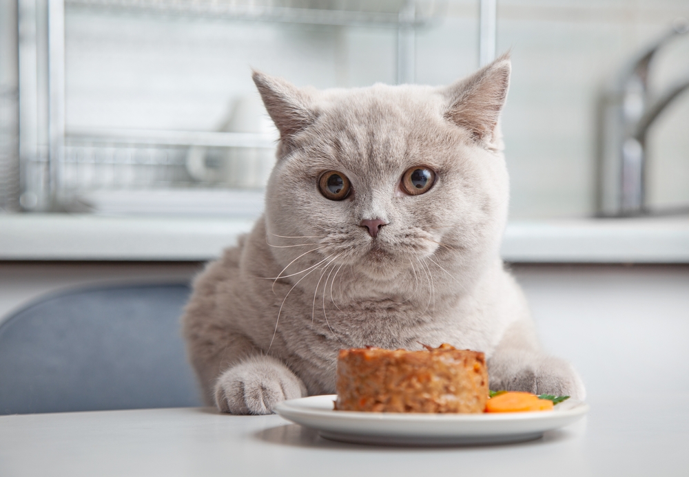 Cat eating from a plate of pet food in a domestic kitchen
