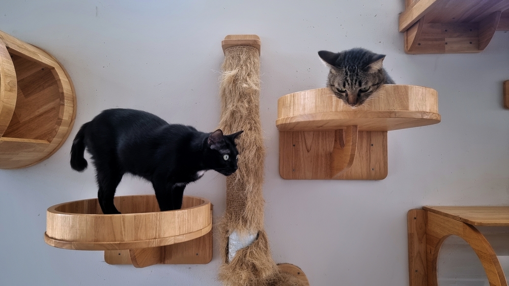 Two young cats lounging on a modern cat climbing wall, showcasing feline environmental enrichment