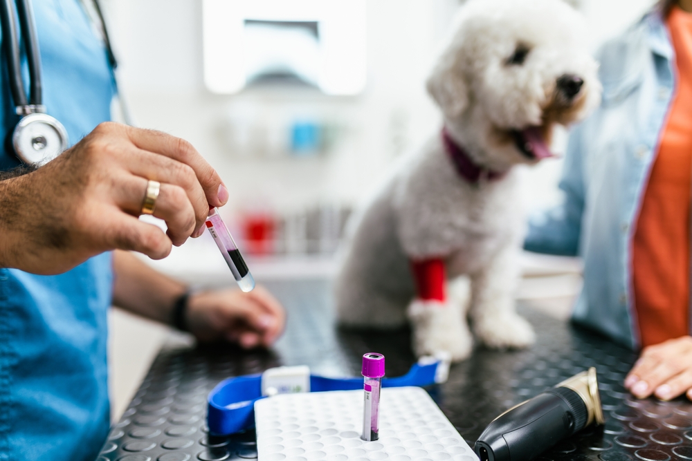 Young woman bringing her sick dog to a veterinary appointment at an animal hospital