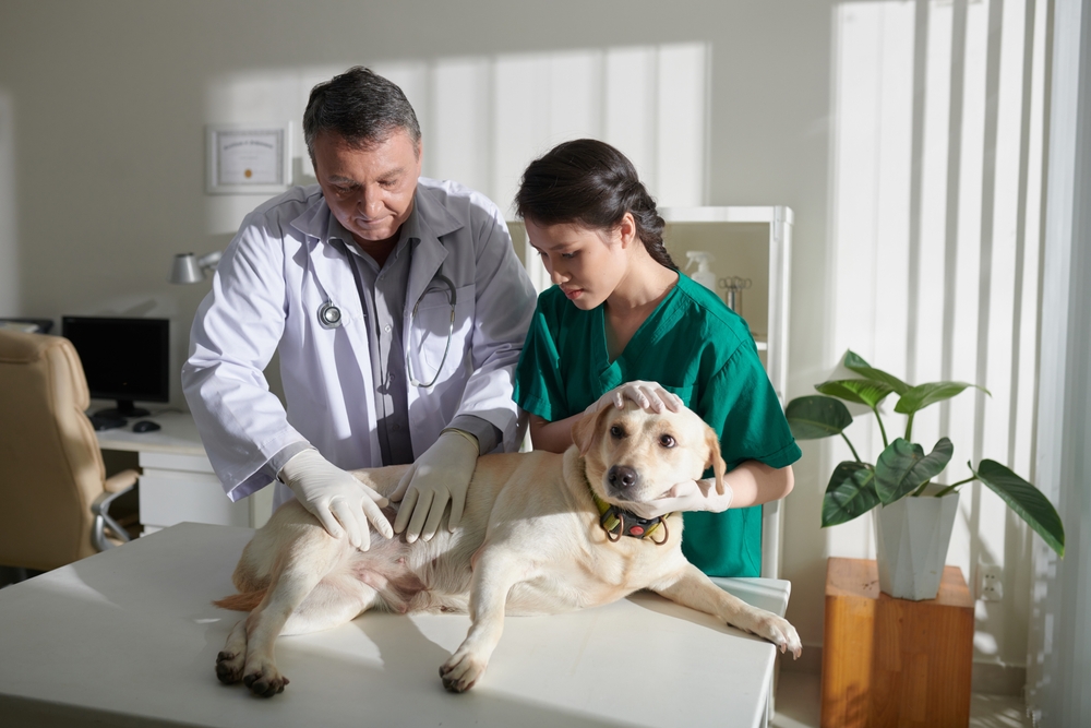 Veterinary nurse assisting a veterinarian examining the stomach of a Labrador Retriever