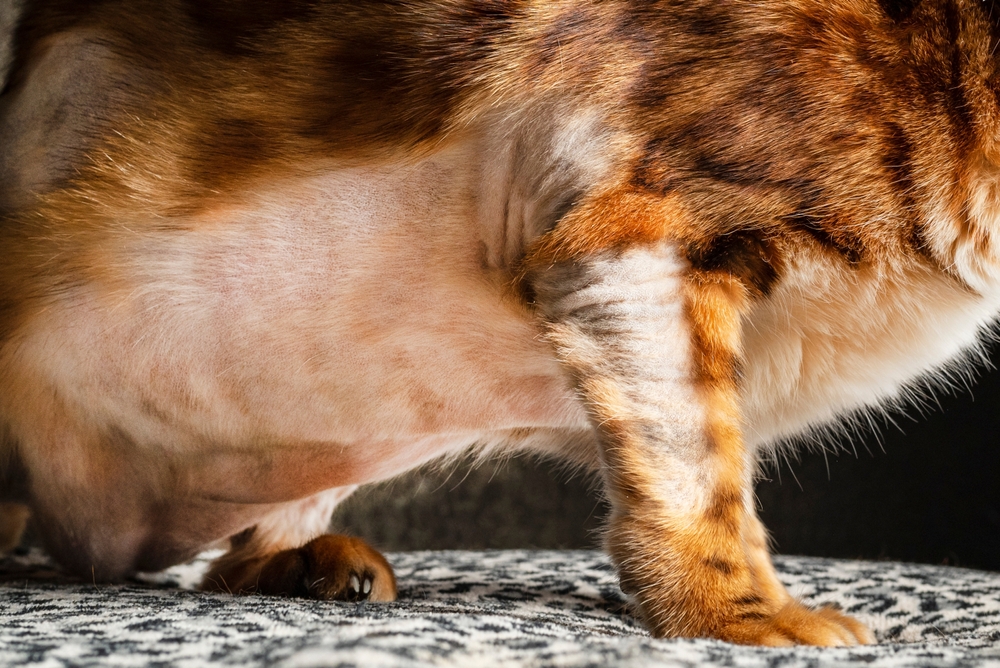 Cat's body showing receding hairline and hair loss spots, illustrating feline skin condition symptoms