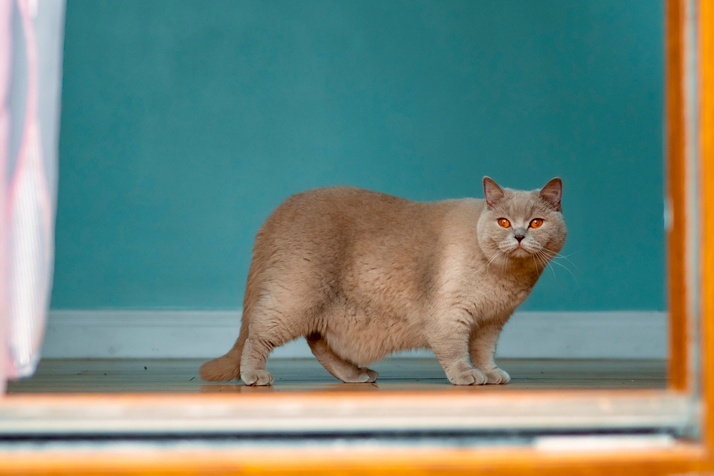 British Shorthair cat with light brown fur walking, healthy feline pet care