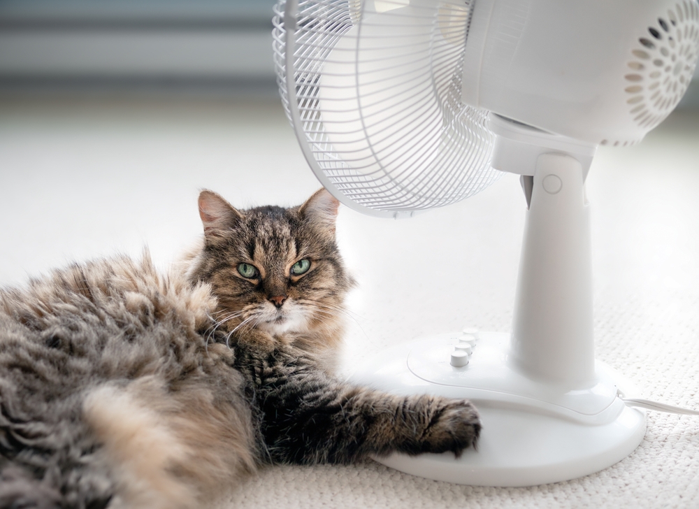 Cute cat lying on carpet in front of a fan staying cool — summer pet safety tips