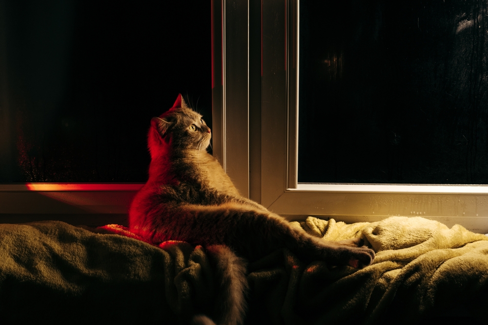 Large red tabby cat sitting on a windowsill at night, indoor cat care