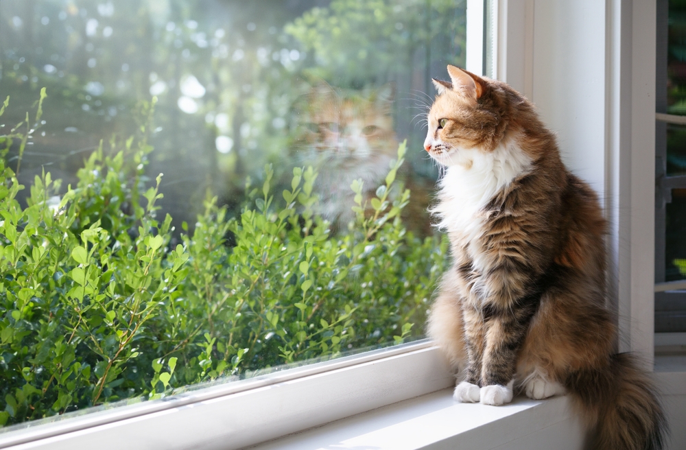 Relaxed cat sitting on a sunny windowsill, content after veterinary care