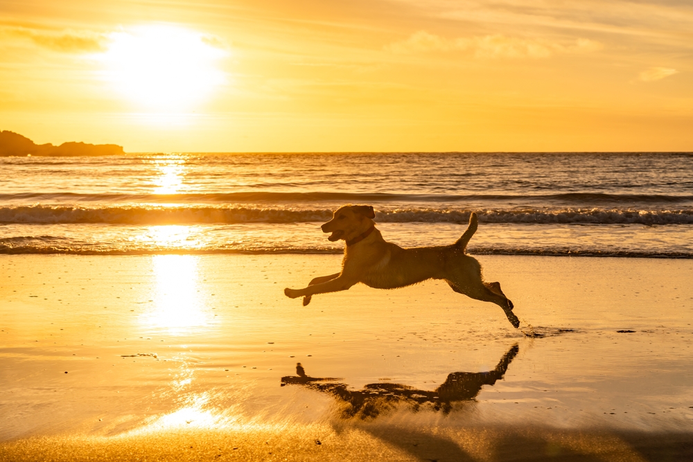 Happy dog playing on a Florida beach at sunset, celebrating healthy pet lifestyle