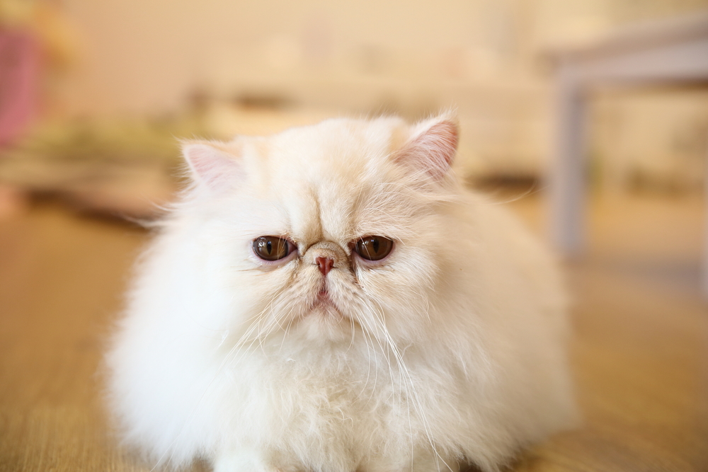 Fluffy Persian cat with long coat, a breed commonly seen at Boca Midtowne Animal Hospital in Boca Raton
