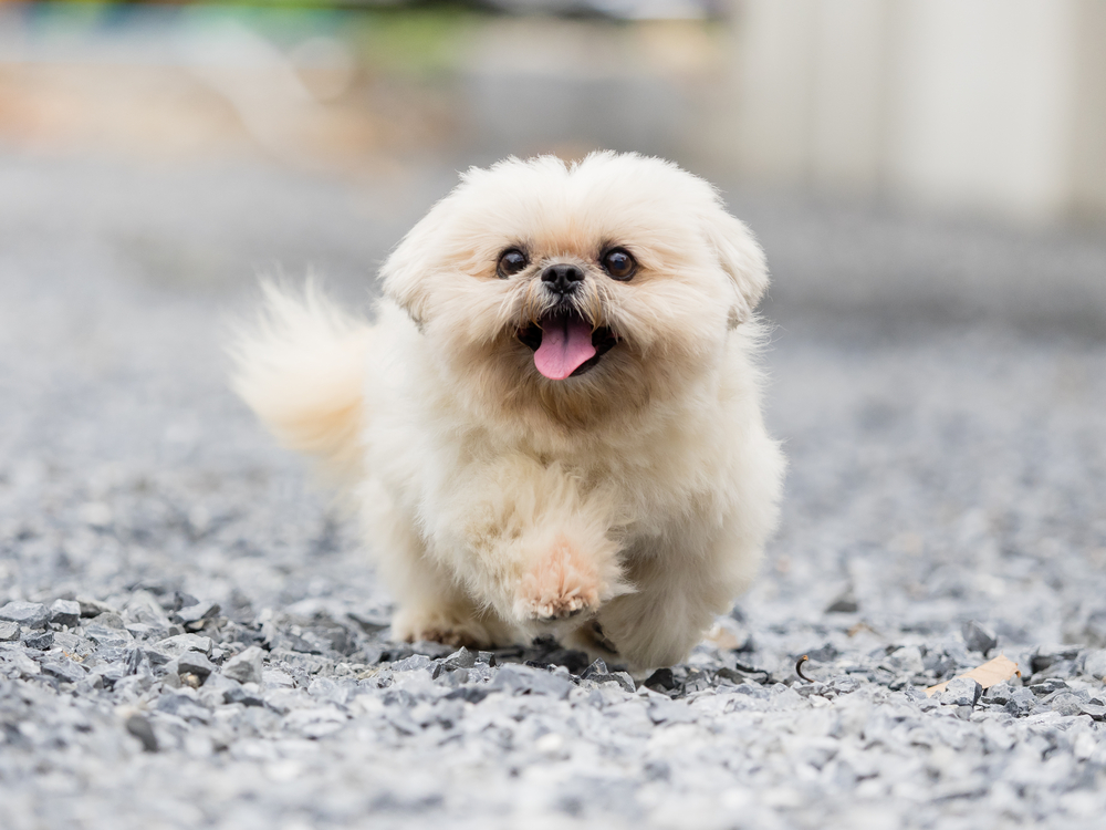 White dog running energetically on a gravel path, enjoying outdoor exercise
