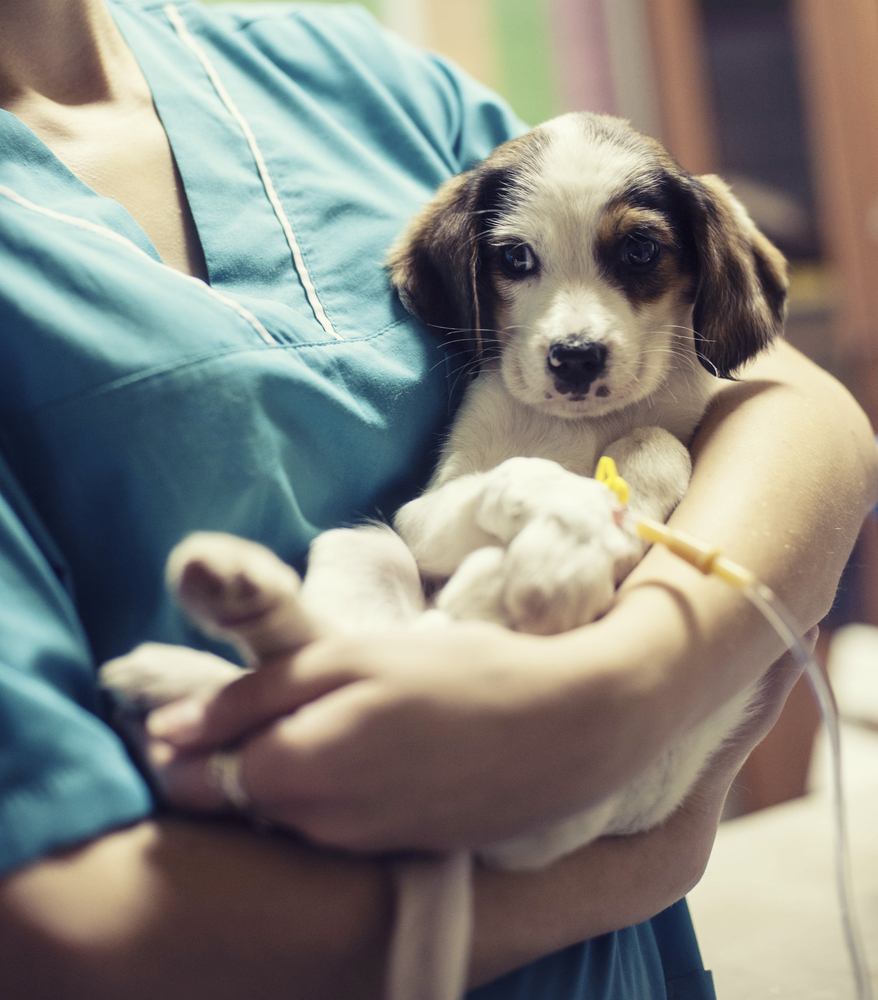 Veterinarian gently examining a cat during a routine pet care visit