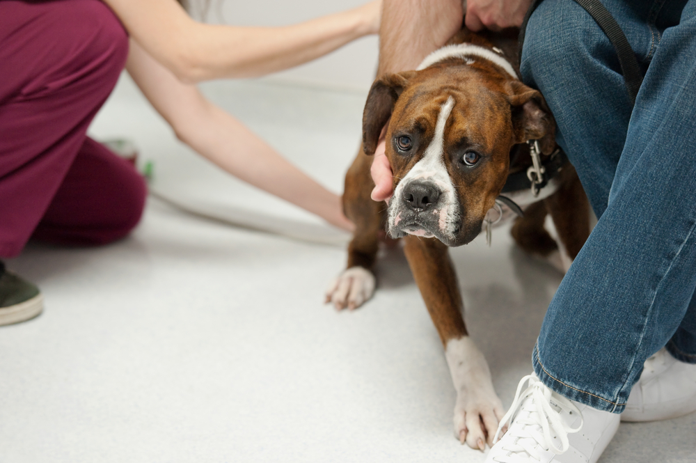Veterinary nurse taking a dog's temperature during a wellness exam at animal hospital
