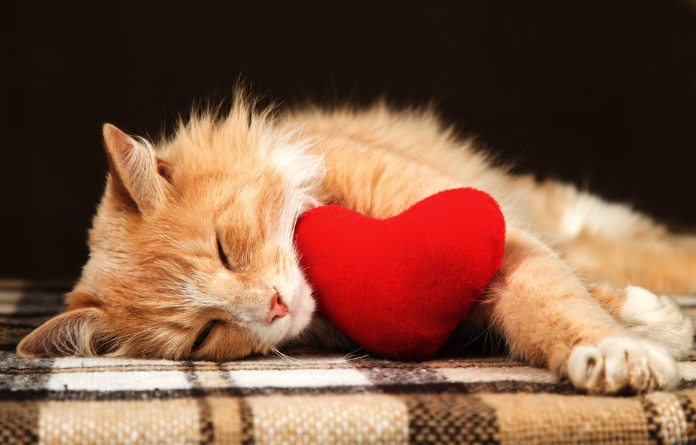 Golden cat sleeping while hugging a small plush heart toy, peaceful pet comfort
