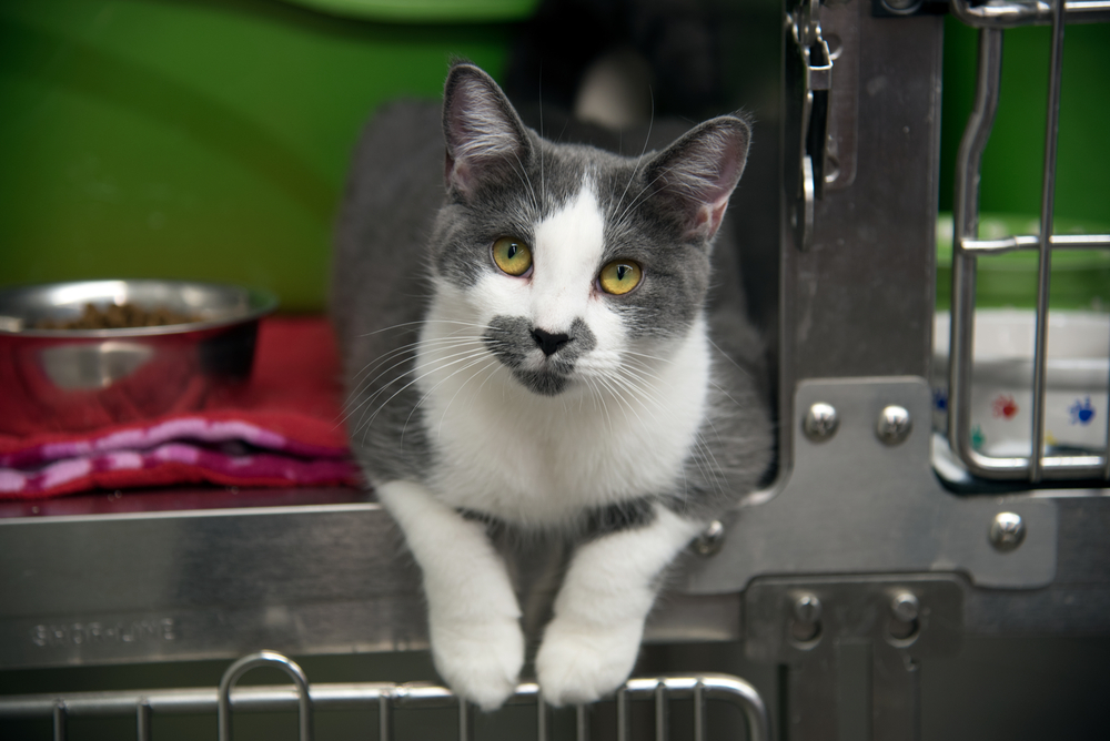 Small shelter kitten with striking yellow eyes available for adoption — pet care in Boca Raton