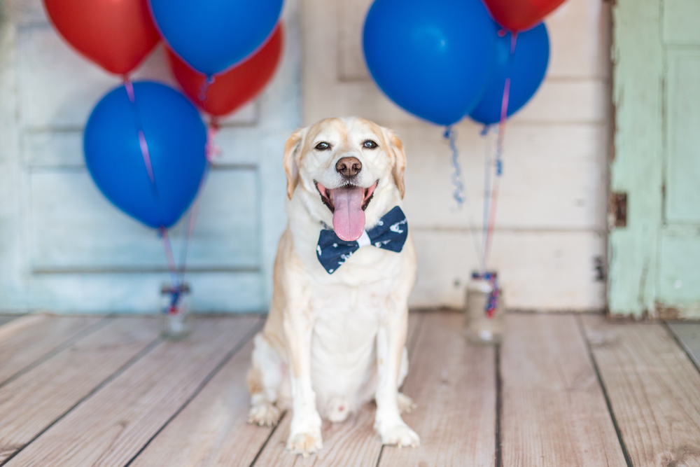 Patriotic dog wearing a bow tie surrounded by balloons — Fourth of July pet safety tips