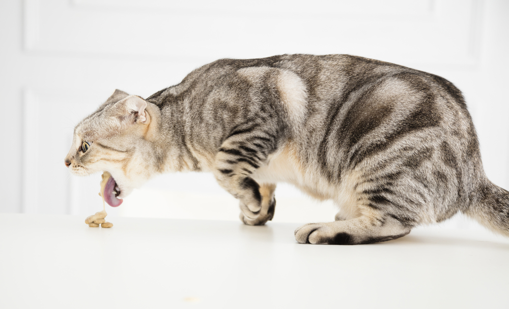 Vet tech or veterinarian comforting a cat during a veterinary care appointment