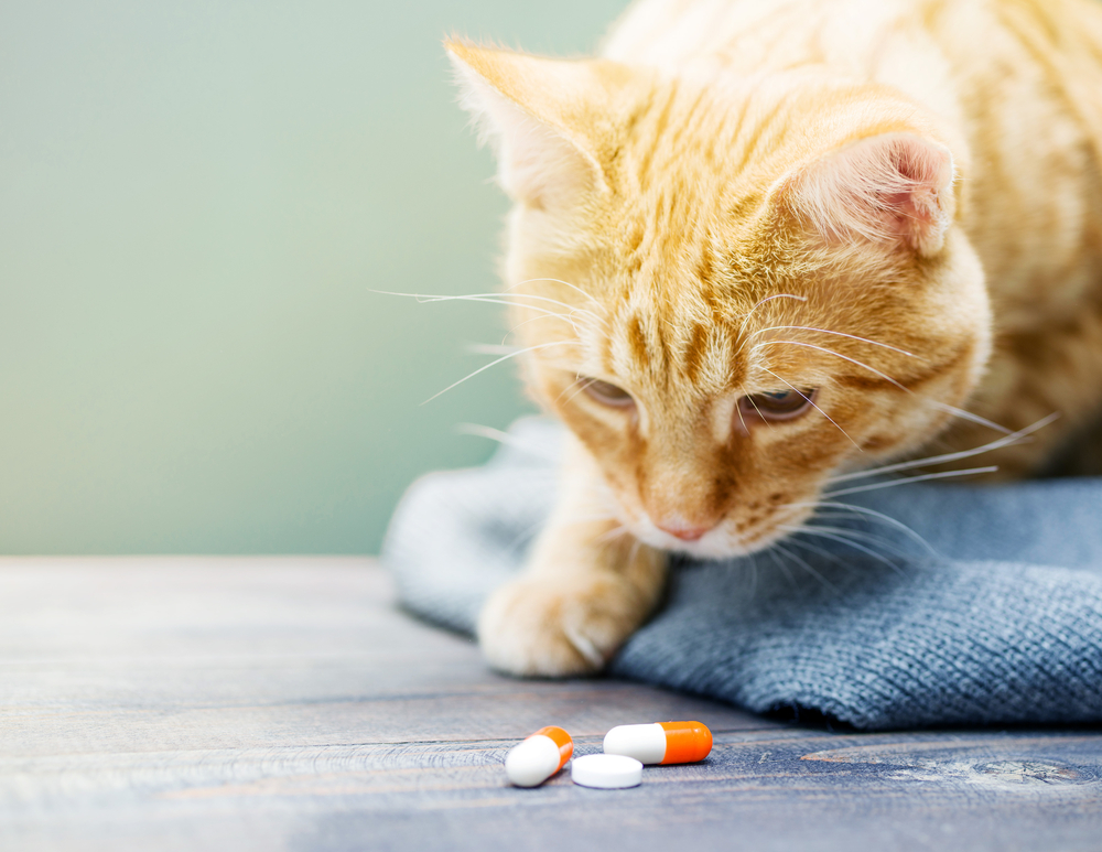 Red tabby kitten sitting near orange medication pills, illustrating pet pharmaceutical care