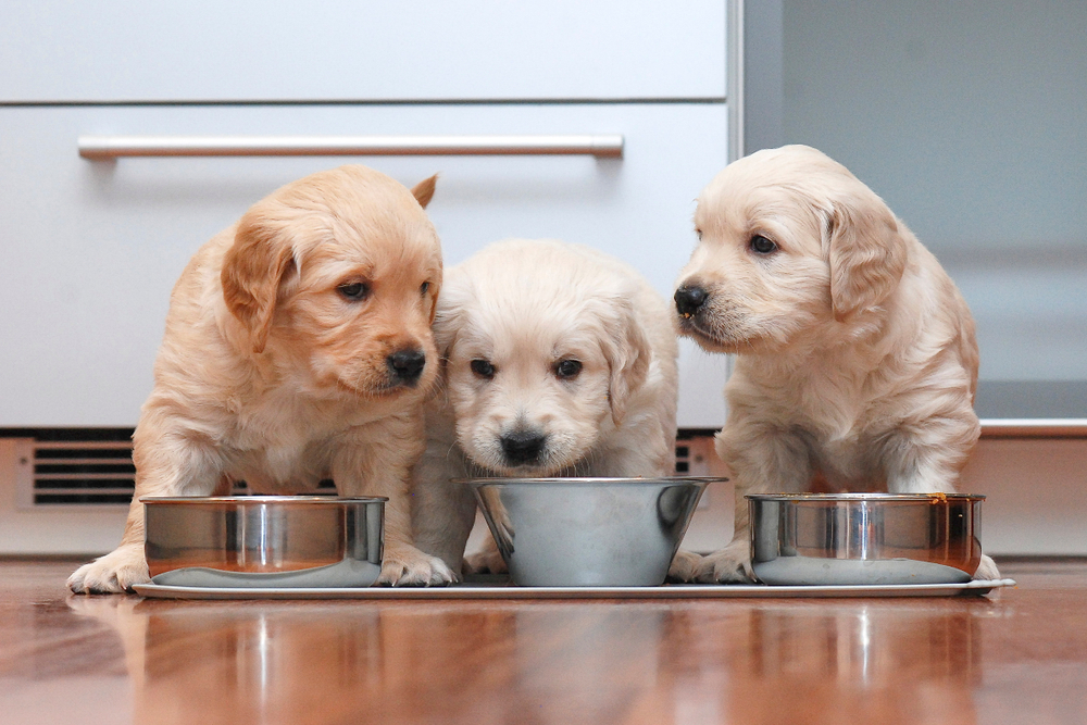 Puppies eating food from bowls in a kitchen — pet nutrition tips from Boca Midtowne Animal Hospital
