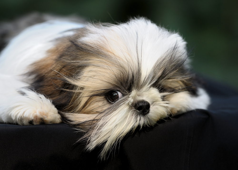 Smiling veterinary professional providing quality pet care services