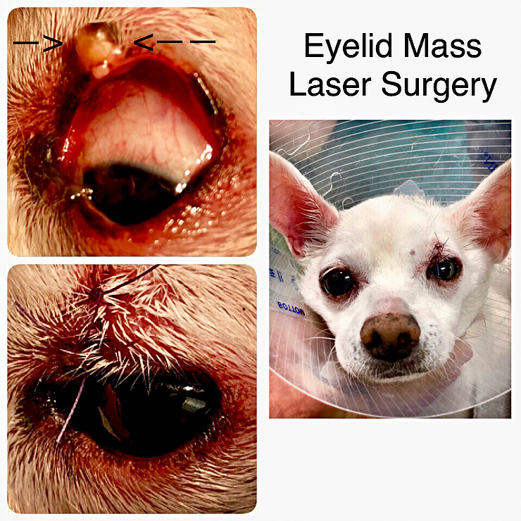 Veterinarian examining a tumor on a pet — soft tissue surgery and oncology care in Boca Raton