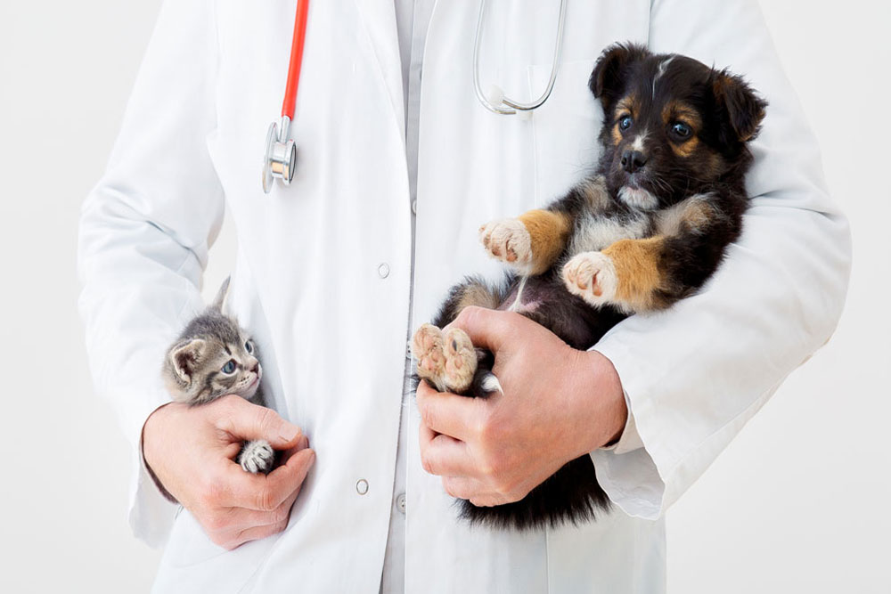 Veterinarian holding a kitten and puppy together, representing compassionate pet care services