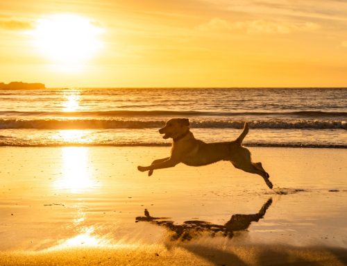 8 Splish Splash Safety Tips for Dog Owners