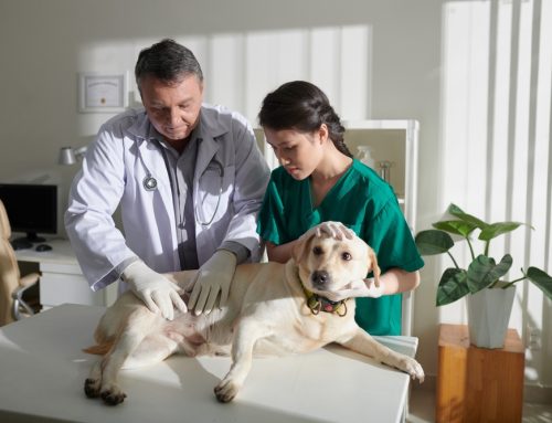 Gastrointestinal Foreign Bodies: A Life-Threatening Danger for Your Pet