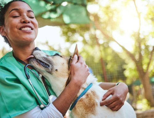 Beyond Checkups: Ways You Didn’t Know Your Veterinarian Can Help