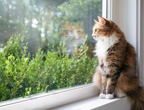 Feline-only Tips for Keeping Your Cat Happy