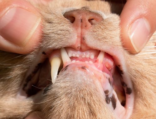 Protect Your Cat’s Smile: Understanding and Managing Resorptive Lesions