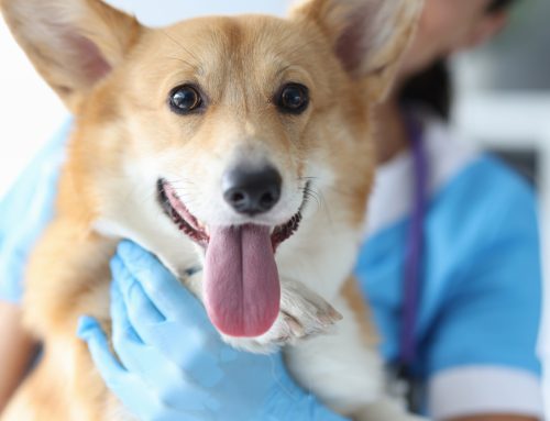 Understanding Thyroid Disorders in Pets: A Comprehensive Guide for Caring Owners