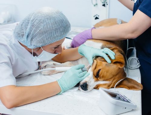 Understanding the Vital Role of Dental Surgery in Your Pet’s Health at Boca Midtowne Animal Hospital