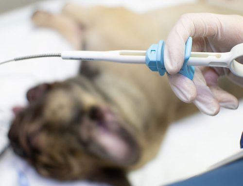 They Ate WHAT?! Understanding Foreign Body Surgery for Your Pet