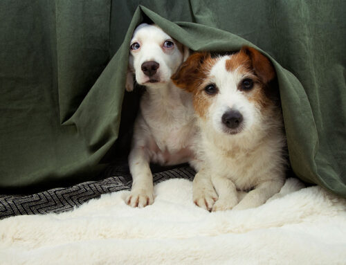 Signs of Stress and Anxiety in Dogs and Cats: How to Help