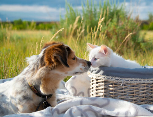 Common Puppy and Kitten Emergencies: Recognizing and Handling Urgent Issues