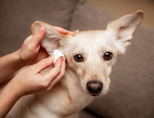 Ear Infections in Dogs: How to Prevent and Treat Recurring Issues